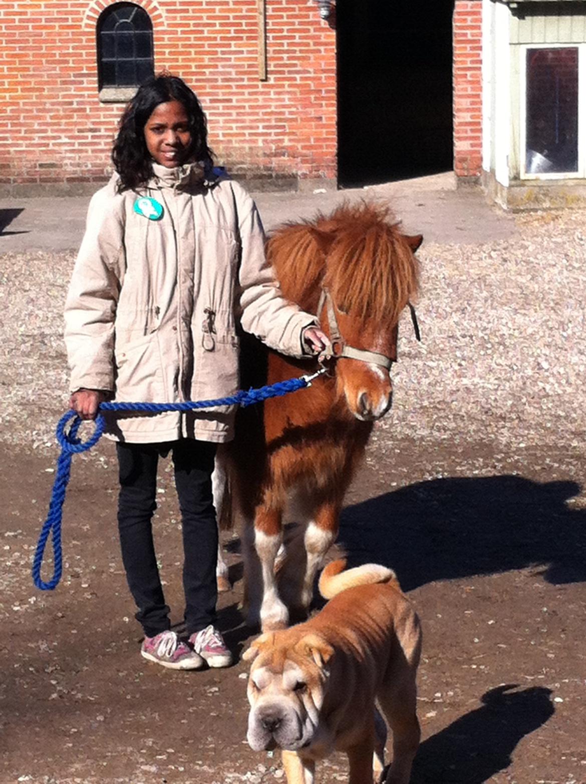 Anden særlig race Hugo - Hugo og mig, nyder vores sidste time samen. Anton min kære hun ville lige være med <3 billede 15