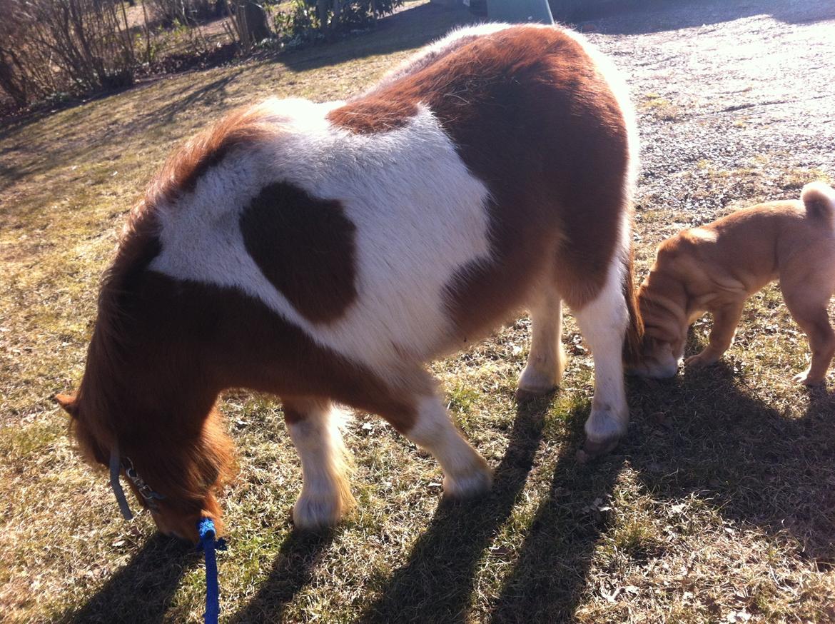 Anden særlig race Hugo - Anton leger hest, sammen med Hugo. Taget i den sidste time han var min <3 billede 16