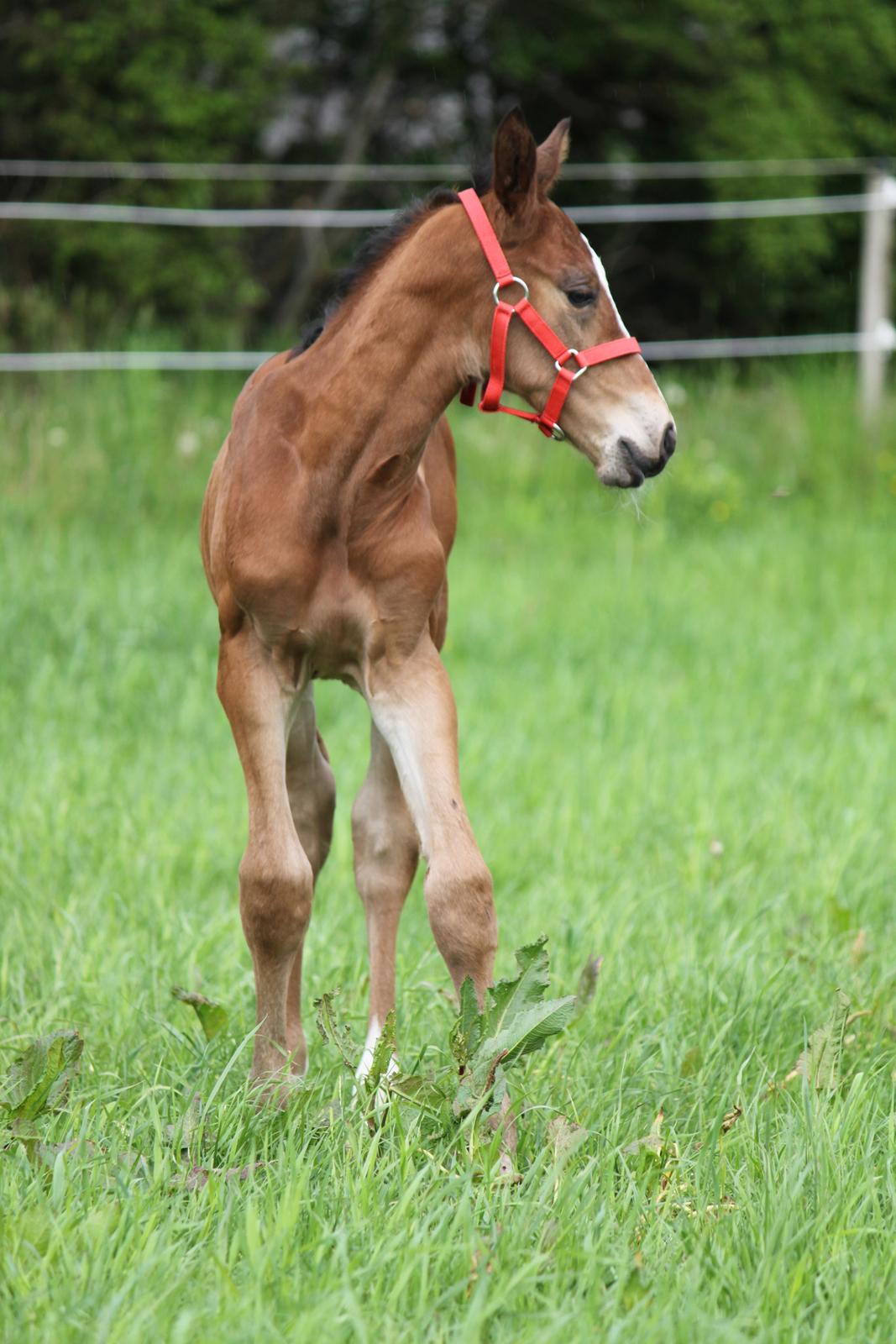 Dansk Varmblod Emmelie billede 2