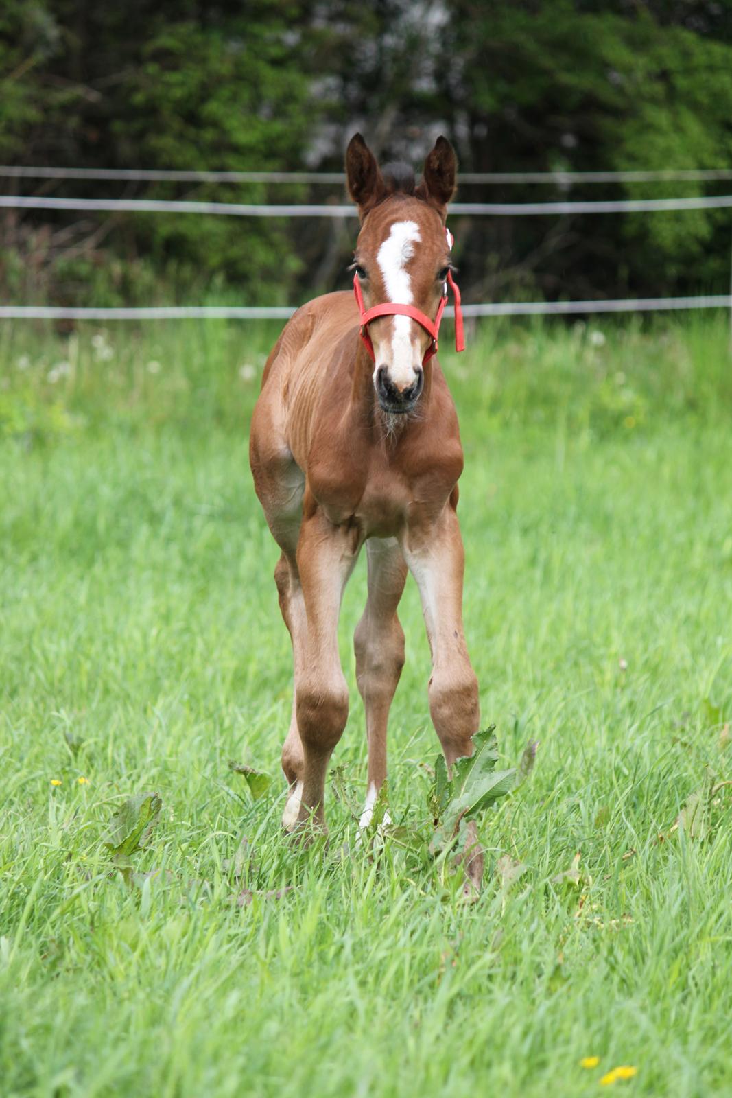 Dansk Varmblod Emmelie billede 3