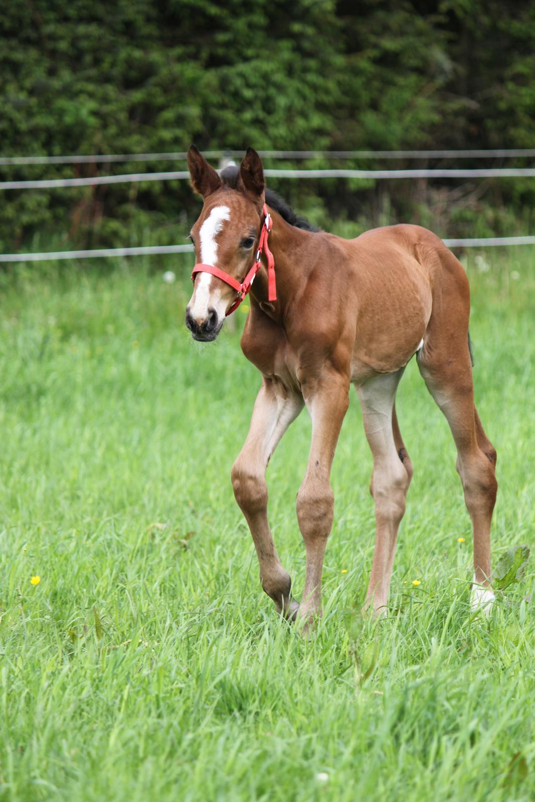 Dansk Varmblod Emmelie billede 1