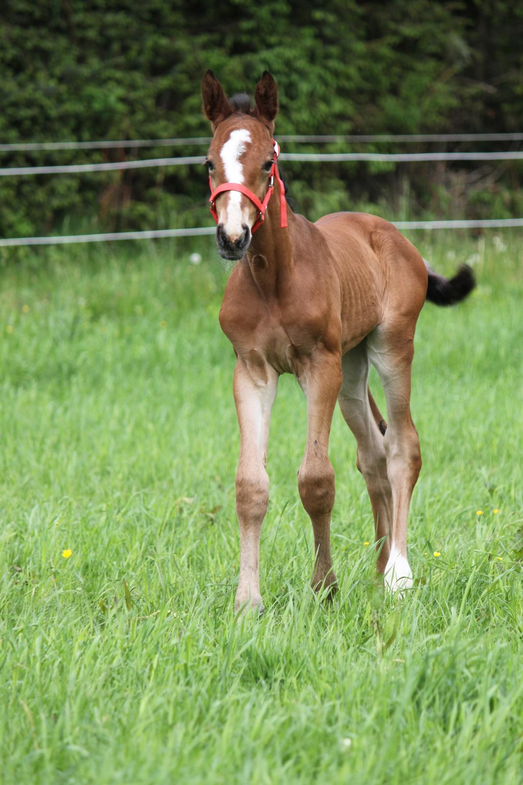Dansk Varmblod Emmelie billede 4