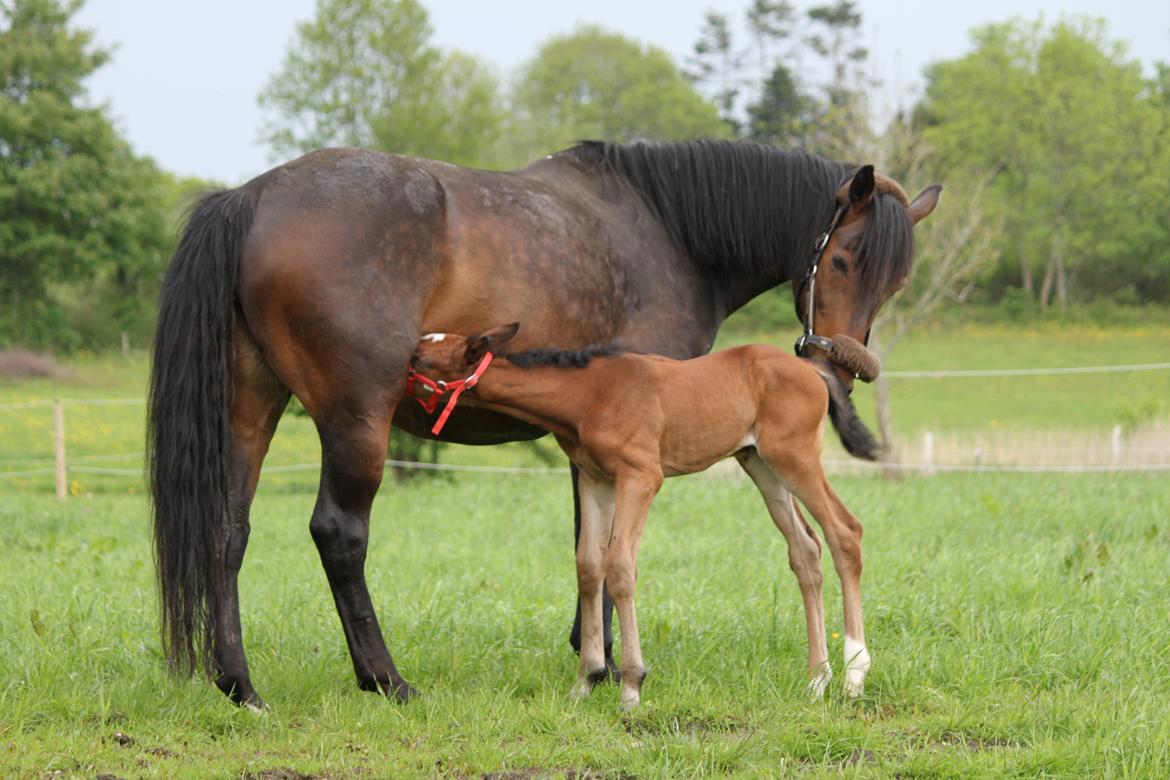 Dansk Varmblod Emmelie billede 5