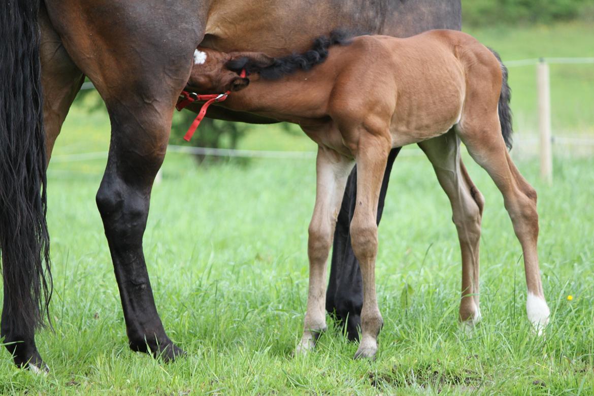 Dansk Varmblod Emmelie billede 6