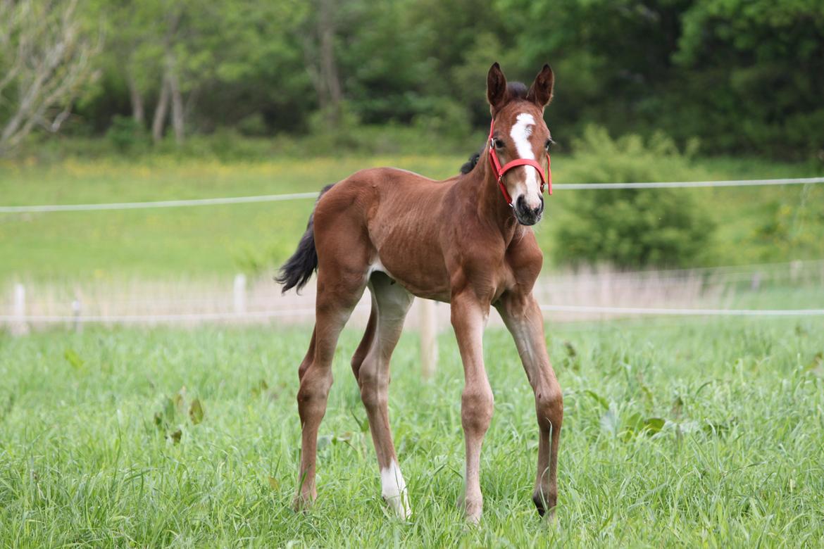 Dansk Varmblod Emmelie billede 7