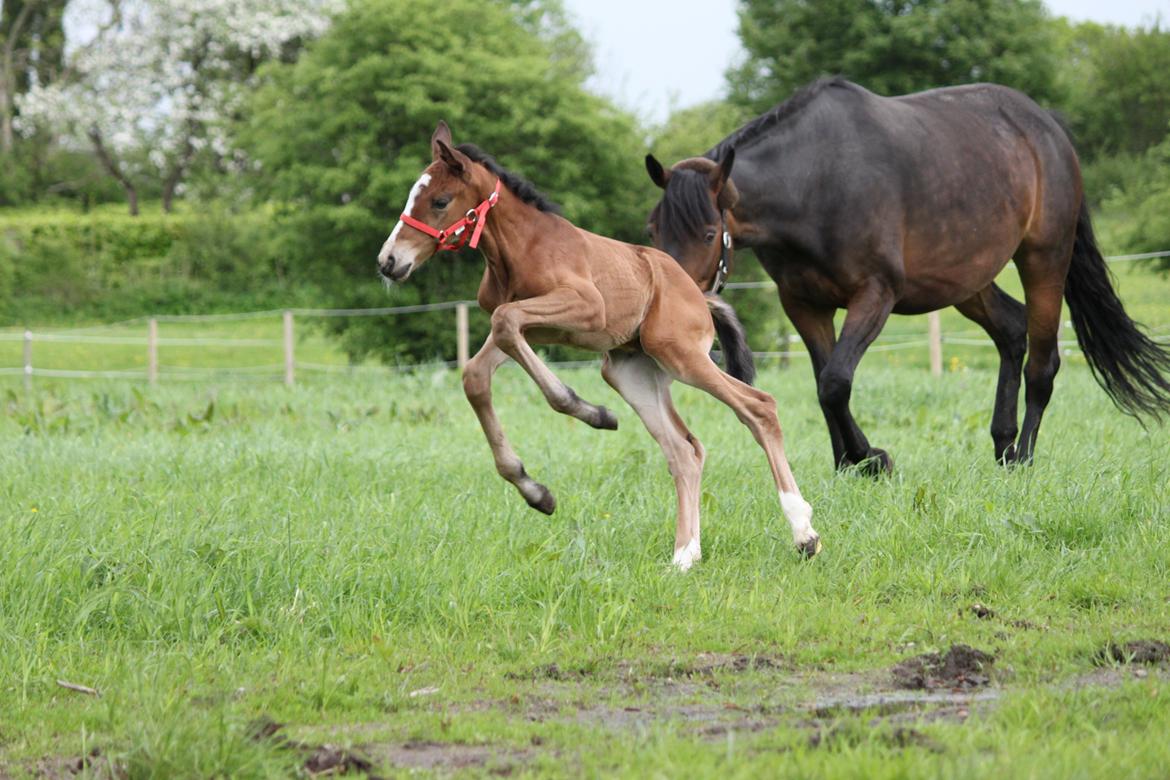 Dansk Varmblod Emmelie billede 8