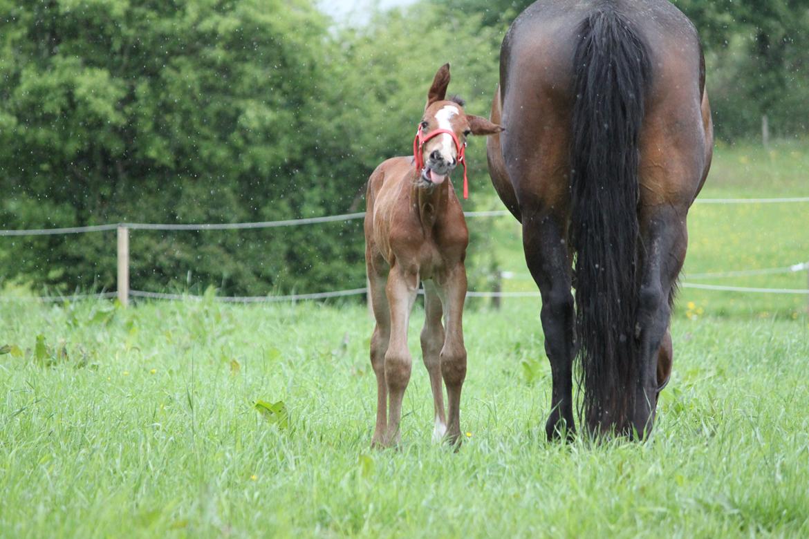 Dansk Varmblod Emmelie billede 9