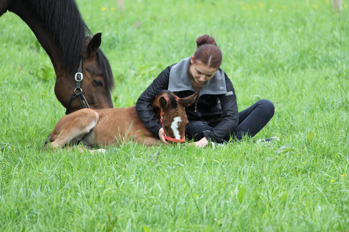 Dansk Varmblod Emmelie billede 10