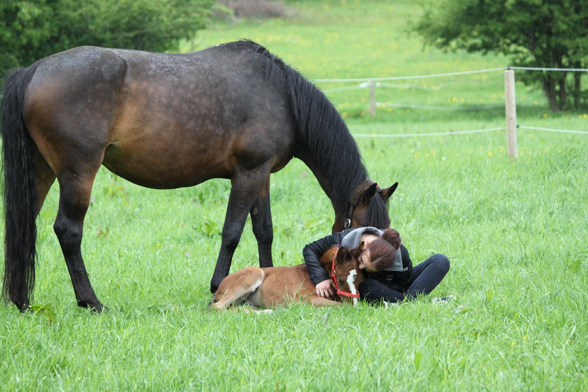 Dansk Varmblod Emmelie billede 11