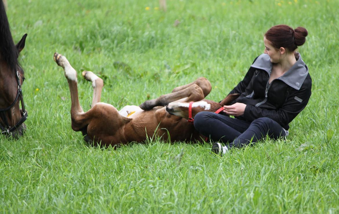 Dansk Varmblod Emmelie billede 12