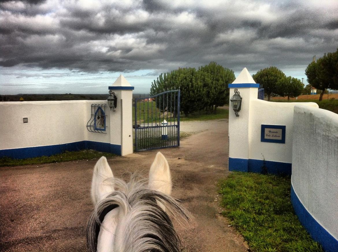 Lusitano Quarteio - AVLSHINGST - Foran hovedporten til Vale Sabroso, februar 2013 billede 4