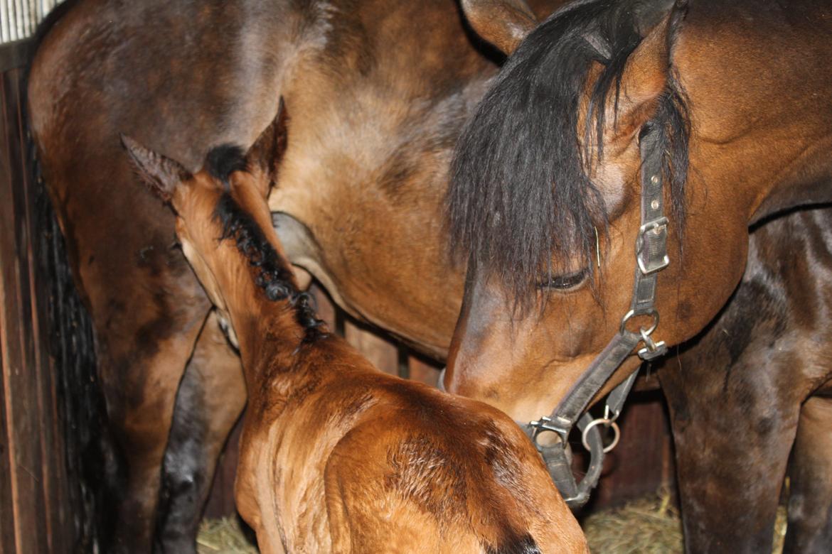 Dansk Varmblod Emmelie billede 13