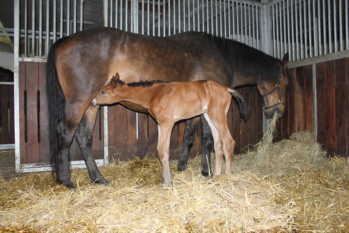 Dansk Varmblod Emmelie billede 14