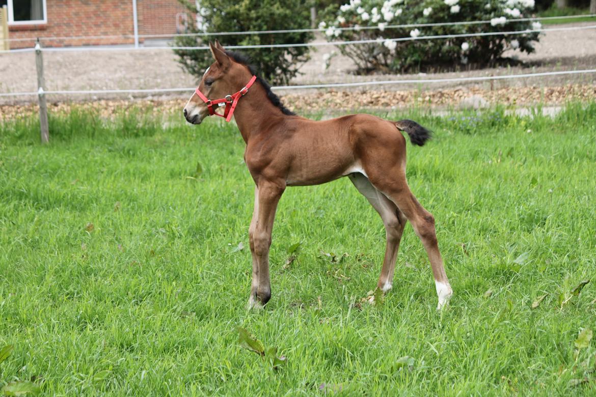 Dansk Varmblod Emmelie billede 15