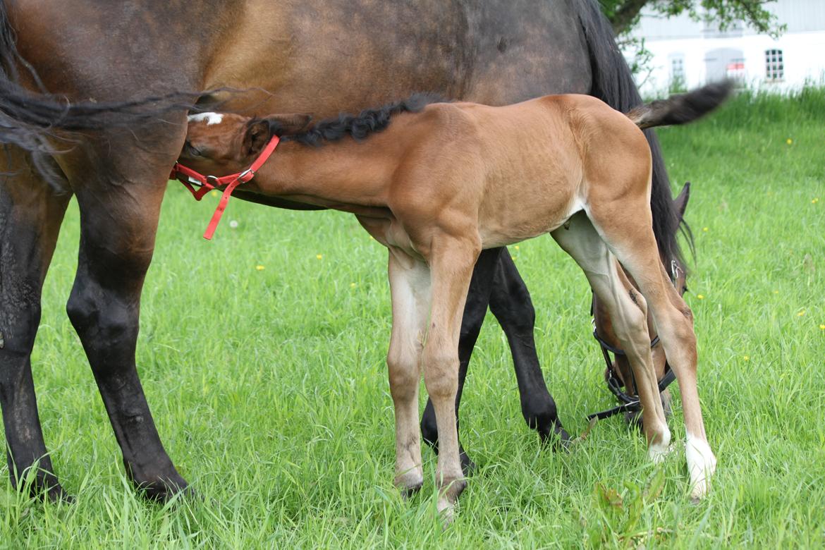 Dansk Varmblod Emmelie billede 16
