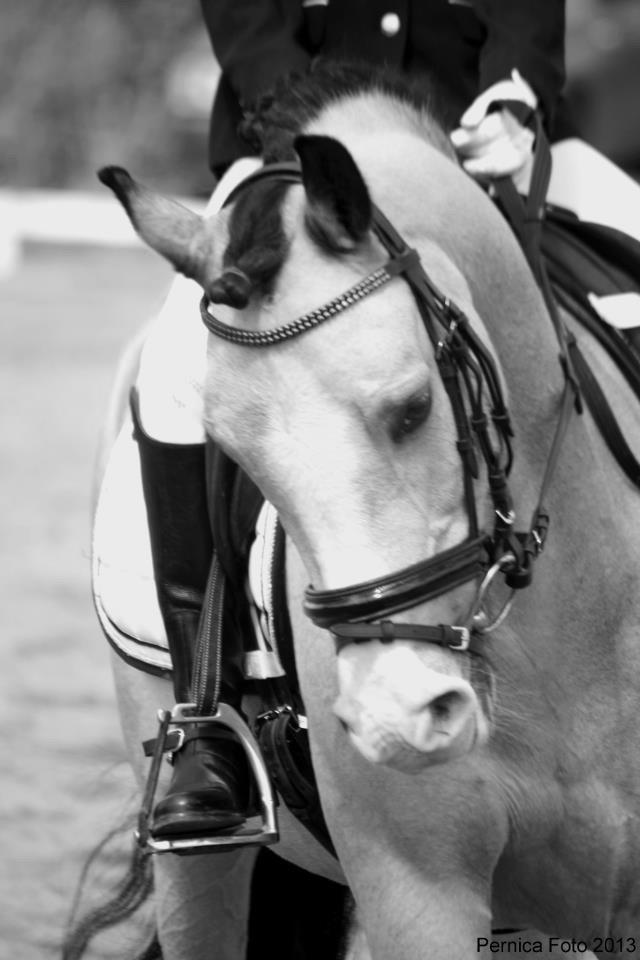 Hollandsk Sportspony Golden Mulan billede 10