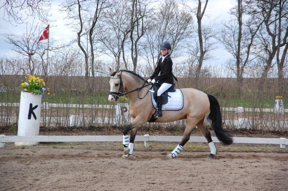 Hollandsk Sportspony Golden Mulan billede 13