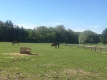 Anden særlig race Farissa - De to små nusser hinanden<3 billede 18