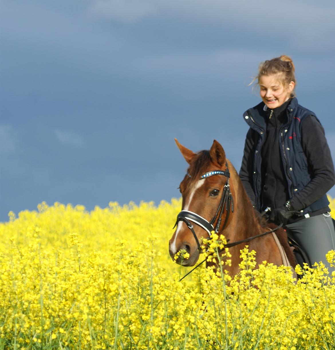 Welsh Partbred (Sec F) De Wijk's Aislin B PONY - Ingen som dig <3 billede 9