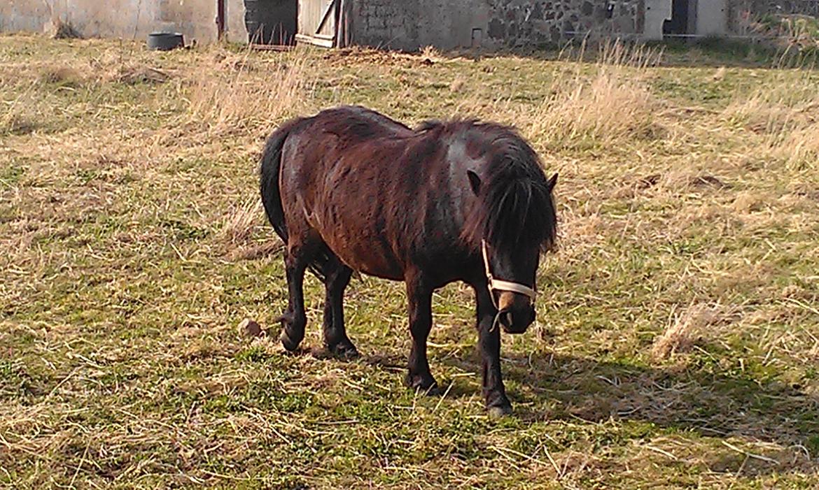 Anden særlig race Smilla billede 3