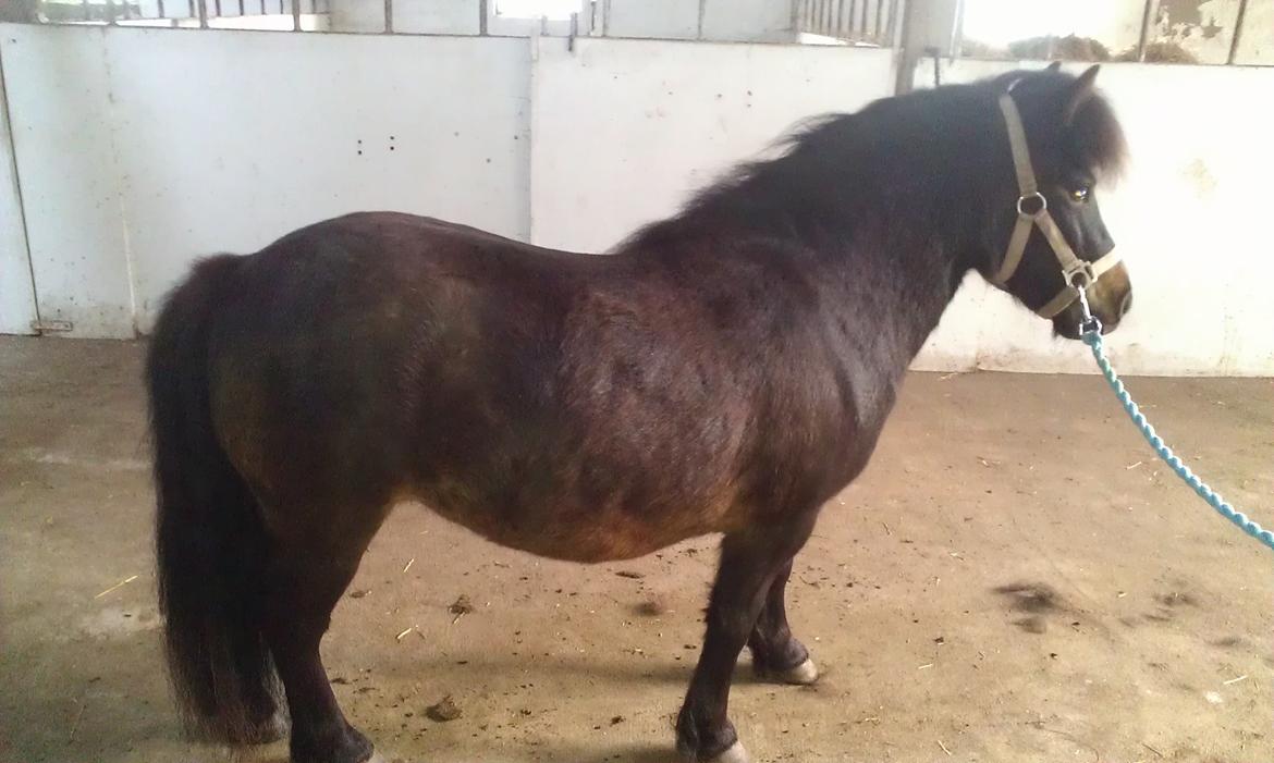 Anden særlig race Smilla billede 4