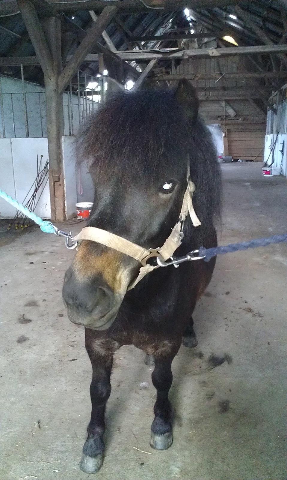 Anden særlig race Smilla billede 2