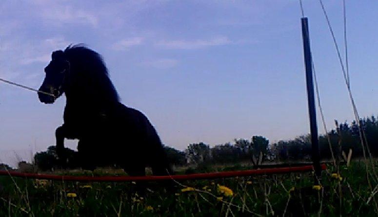 Anden særlig race Smilla billede 5