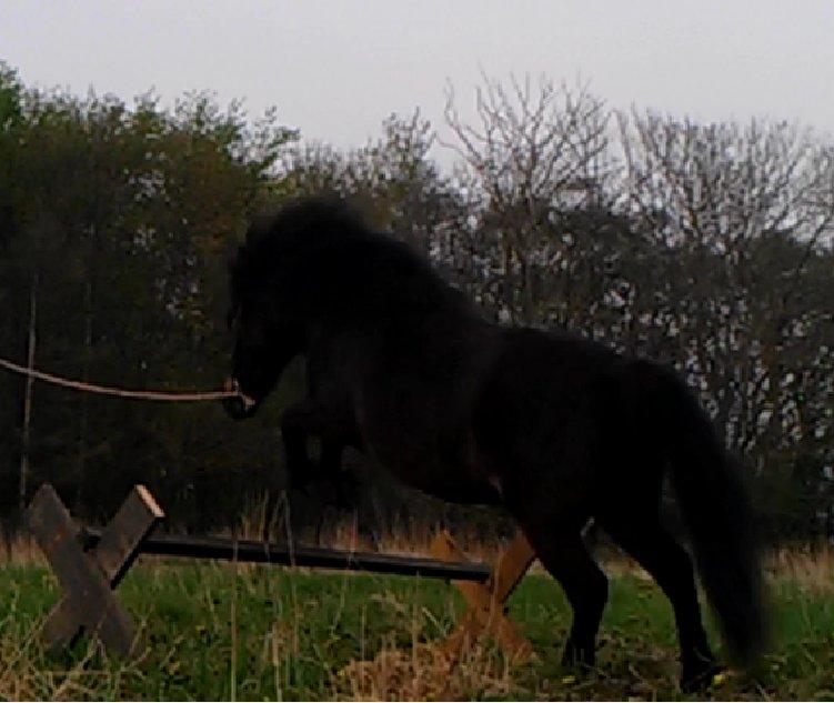 Anden særlig race Smilla billede 6