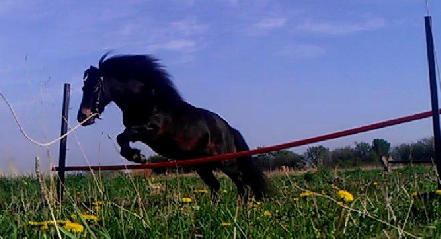 Anden særlig race Smilla billede 1