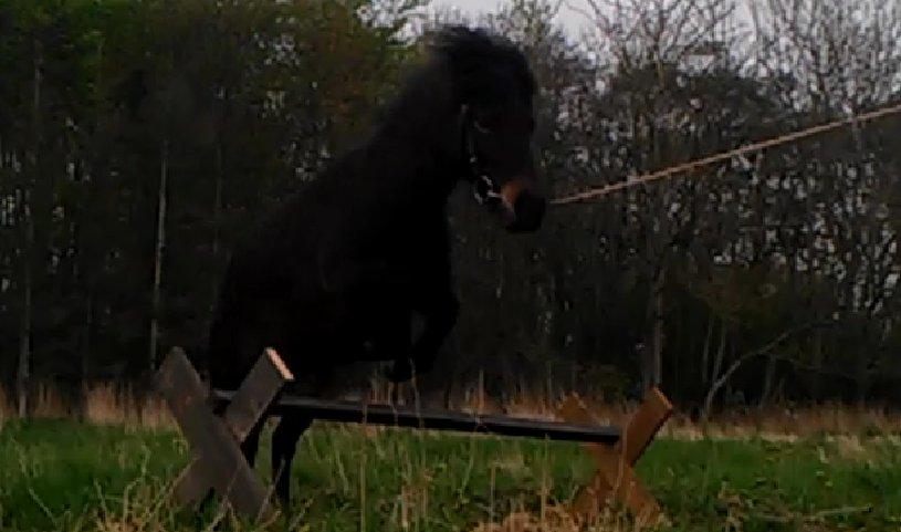 Anden særlig race Smilla billede 7