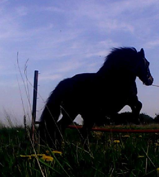 Anden særlig race Smilla billede 8