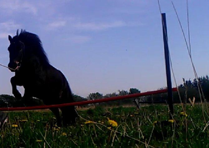 Anden særlig race Smilla billede 9