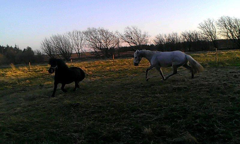 Anden særlig race Smilla billede 10