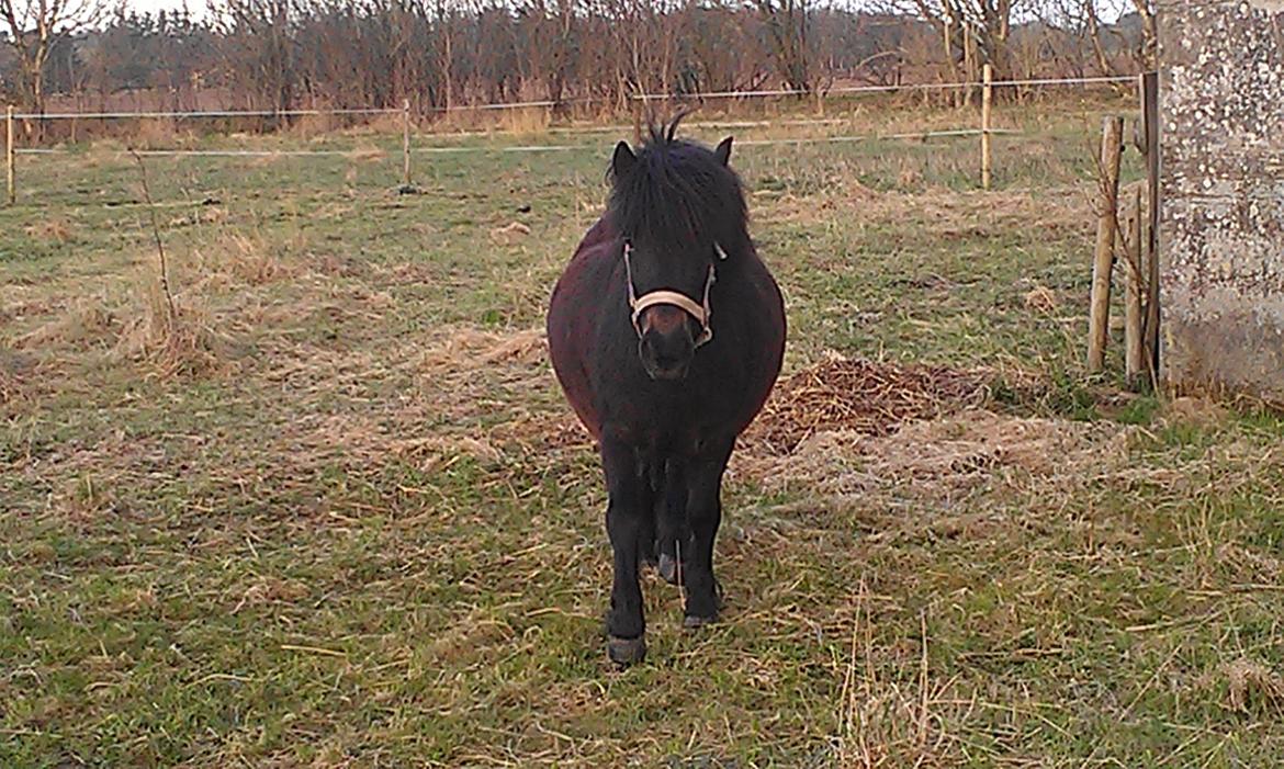 Anden særlig race Smilla billede 11