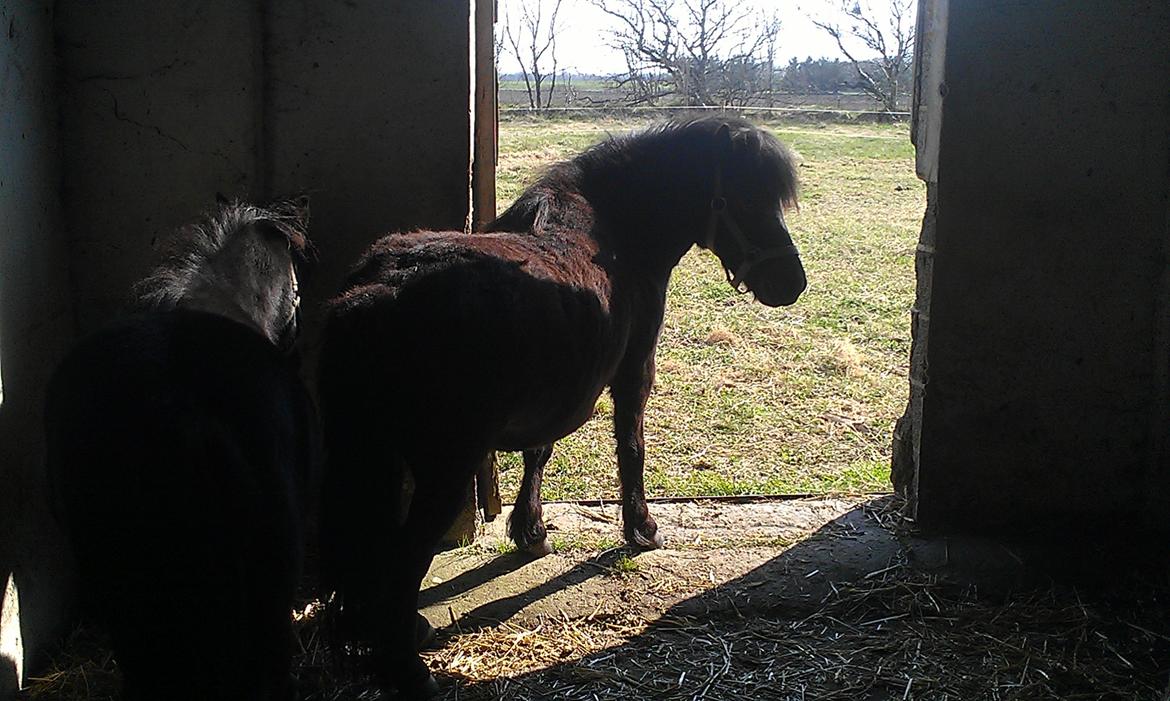 Anden særlig race Smilla billede 12