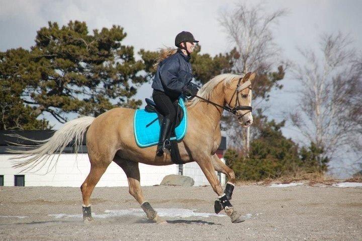 Palomino Diva billede 11