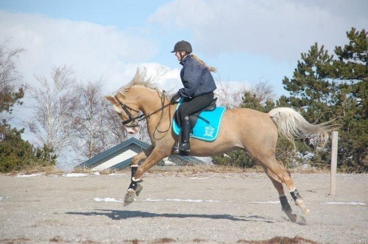 Palomino Diva billede 12