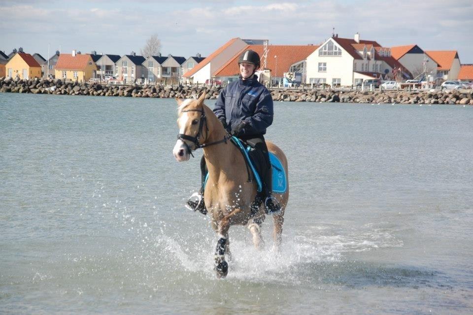 Palomino Diva billede 13
