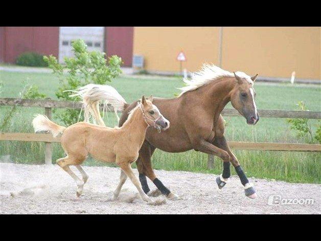Palomino Diva billede 14