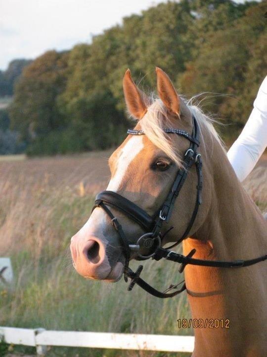 Palomino Diva billede 15