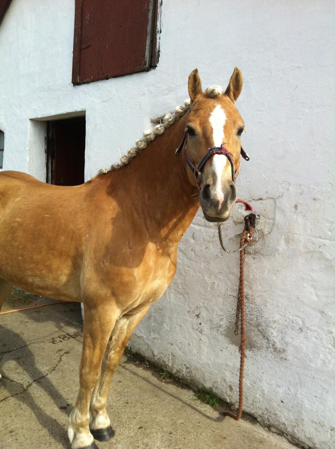 Haflinger Alvaro - SOLGT - Klar til stævne :) billede 10