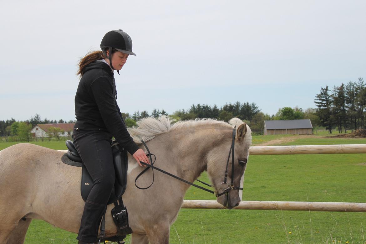 Islænder Fína fra Stald Prahl billede 3