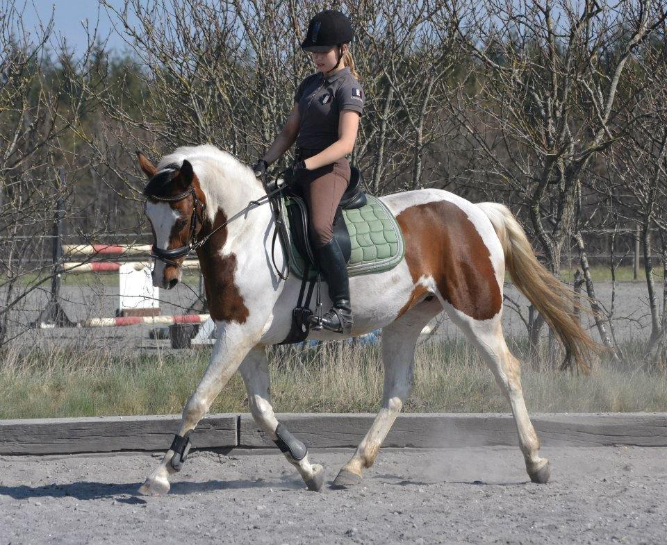 Pinto Hoelgaard's La Nelli - Dressur træning maj 2013 billede 1