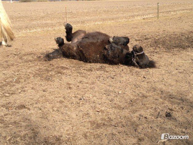 Shetlænder Robin<3 - Dejligt med en rulle tur! :D  billede 12