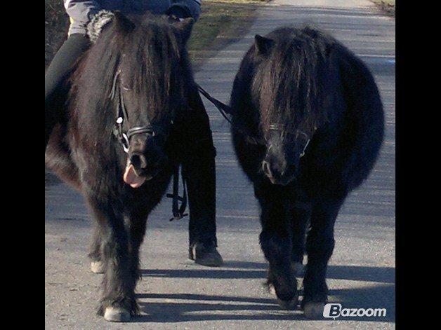 Shetlænder Robin<3 - Robin og han BEDSTE VEN! <3 billede 3