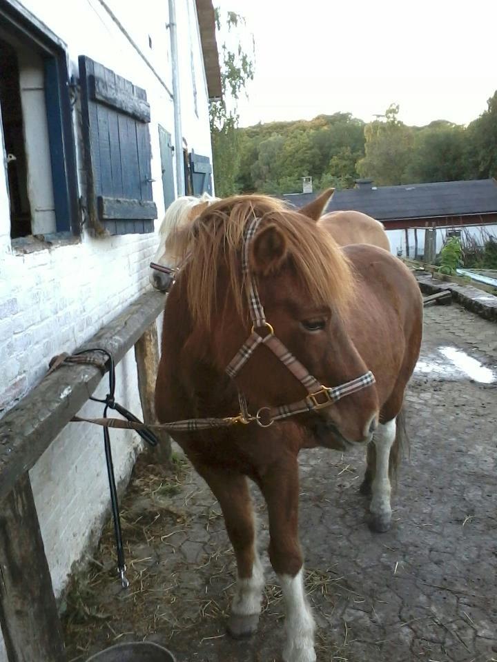 Islænder Osk billede 2