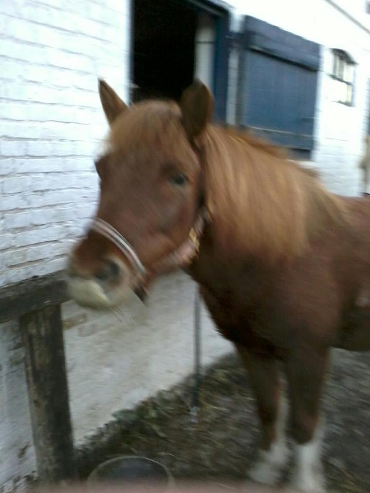 Islænder Osk billede 3