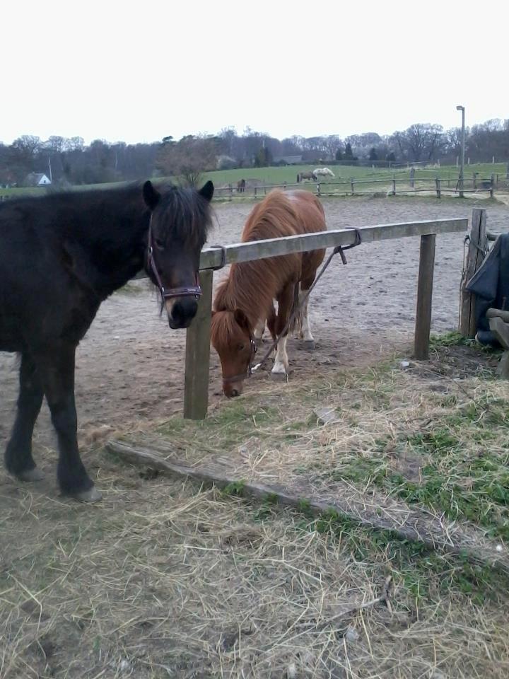 Islænder Osk billede 4