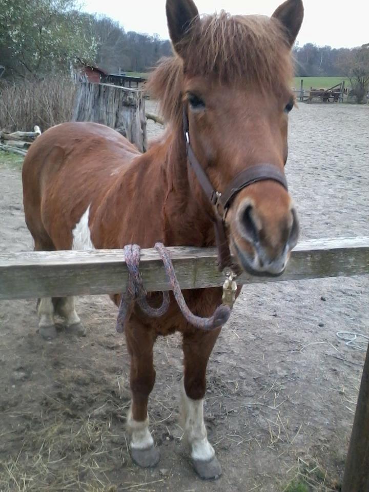 Islænder Osk billede 5