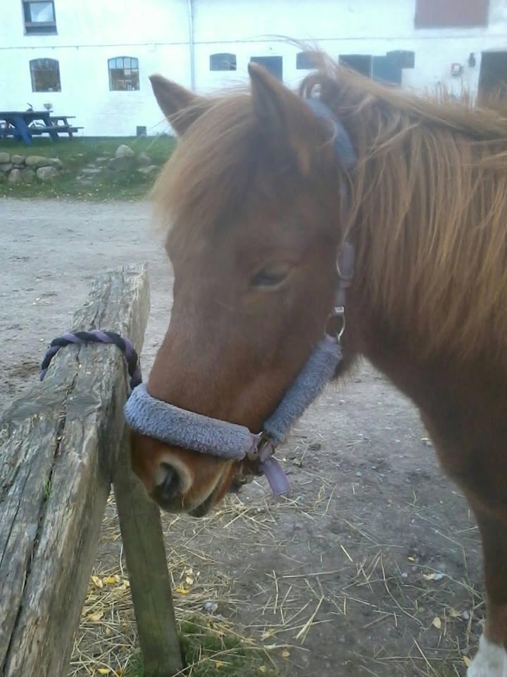 Islænder Osk billede 8